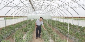 Dr. Sanjun Gu is observing a crop of tomatoes grown in a high tunnel system. (photo submitted)