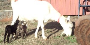 The CooperRiis Healing Farm has become home to baby goats. Shown here are Frankincense, Myrhh and Gold shown here with Bridget. (photo submitted)