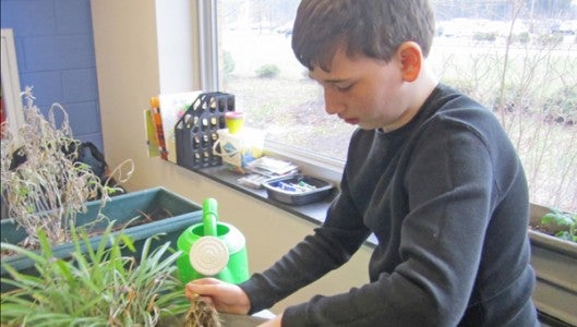 Seventh grader Eric Mews works on trimming plants in his class at PCMS. 