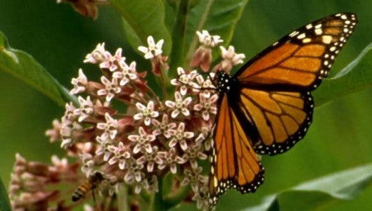 A Monarch butterfly alights on a milkweed plant.