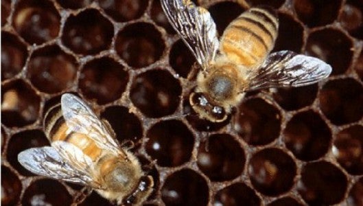 The Polk County Extension Center will be offering a beginning beekeeping course starting Feb. 11.