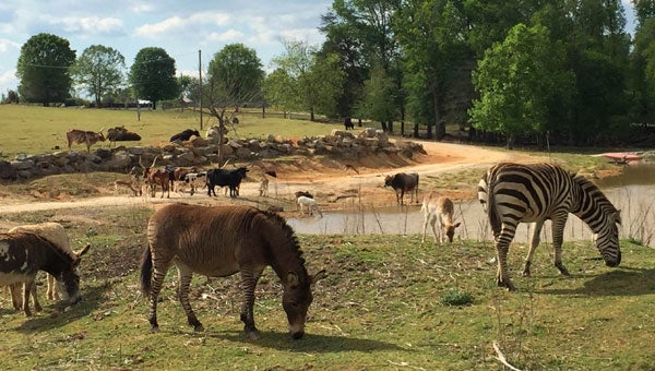 The typical view from a safari bus. (photo submitted)