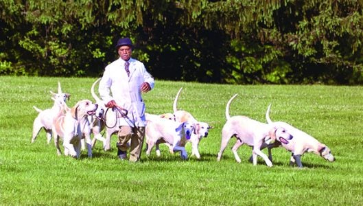 Tot with his Crossbred Pack Class Champions at the 2015 Virginia Hound Show.