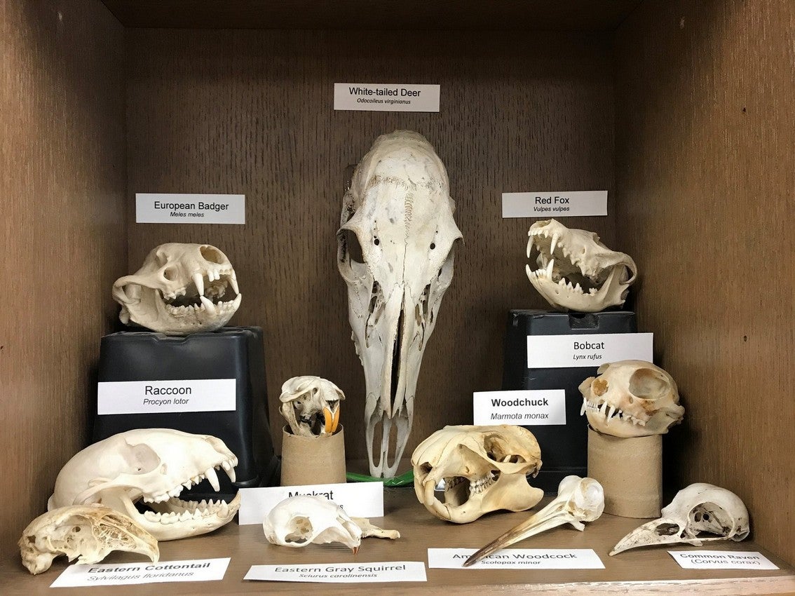 Learn about animal skulls with Conserving Carolina The Tryon Daily