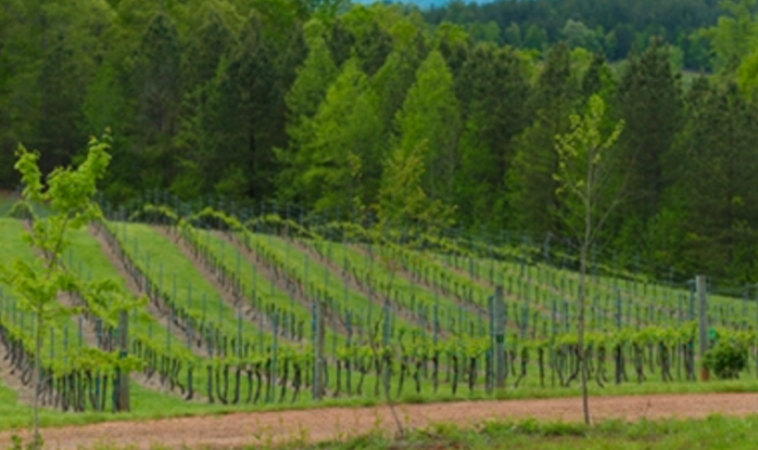 Mountain Brook Vineyards debuts new wine-tasting experience - The Tryon ...